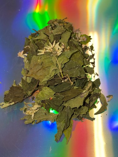 Calea dream herb - dream,