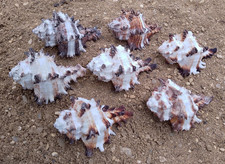 10 x (Large) Murex Endiva Shells for Hermit Crabs Homes Natural Seashells Decor