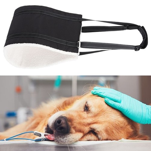 Pet dog mobility - 1*, aids