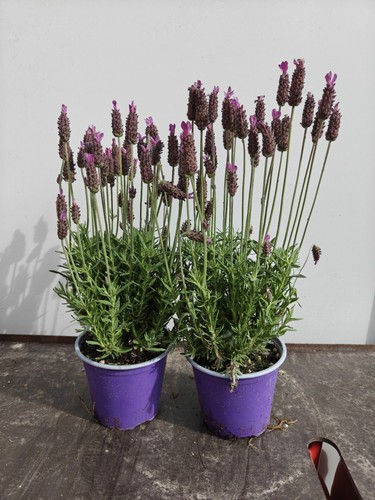 French lavender 1l - 2, pot