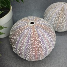 2 Large Sea Urchin Shells