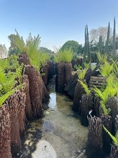 7 Ft Trunk Dicksonia
