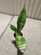 Sansevieria Snake Plant - Mother in Laws Tongue Plant 