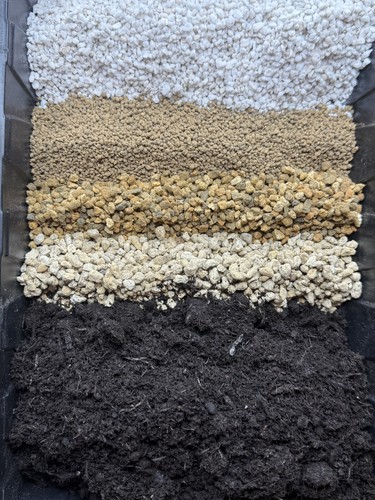 Premium specialist lithops - specialist,