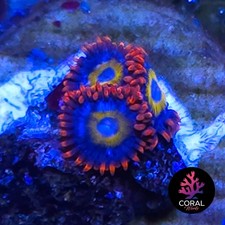 BBEBs 3 Head Zoa Frag WYSIWYG