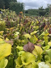 Sarracenia Divisions, X50