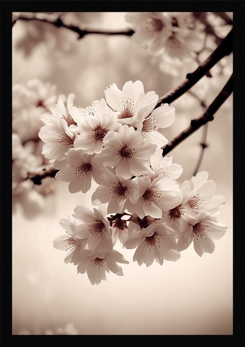 Serene cherry blossom framed - serene,