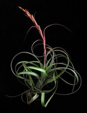 Tillandsia BALBISIANA - Curly