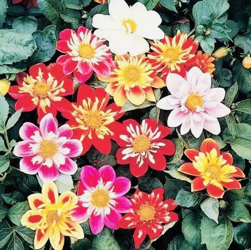 Dahlia dwarf dandy - dahlia, ‘dwarf
