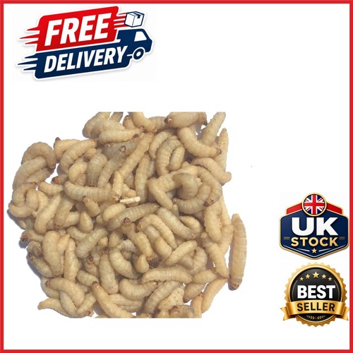 Nutritious live wax worms - nutritious,