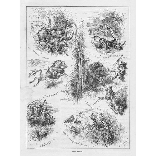 Hunting scenes wild - wild, sports