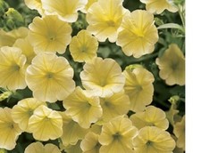 10 X   SURFINIA  TRAILING PETUNIA YELLOW  PLUG PLANTS PRE ORDER FREE POSTAGE