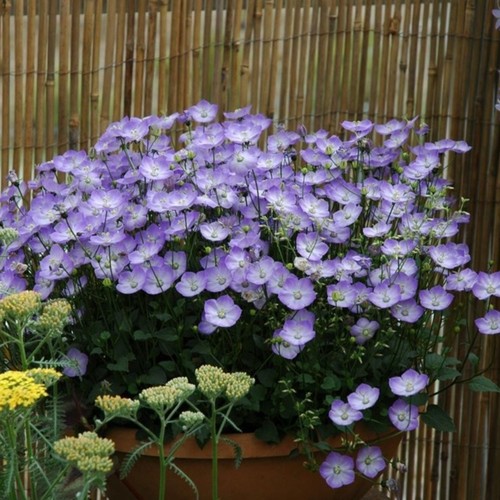 Campanula samantha plug plants - samantha,