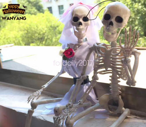 Human skeleton bones real - skeleton, 40cm