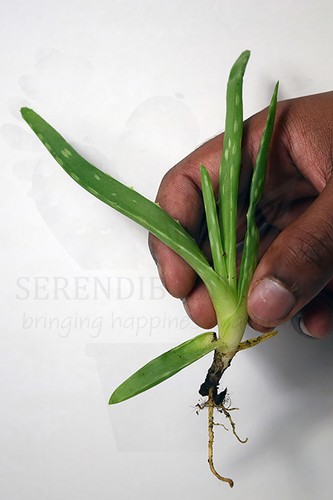 Aloe vera barbadensis - ,