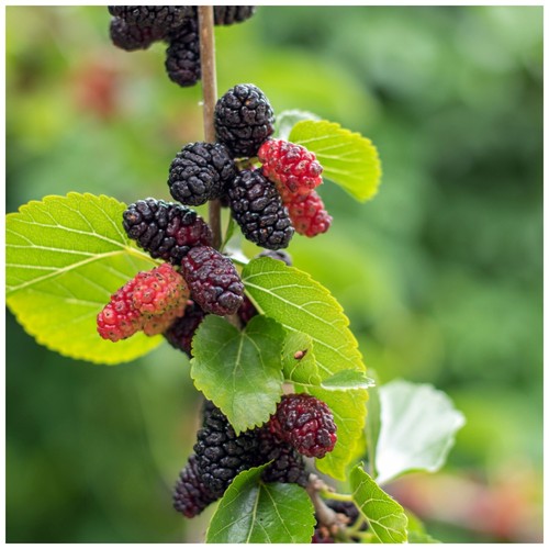 Thornless blackberry - blackberry, /