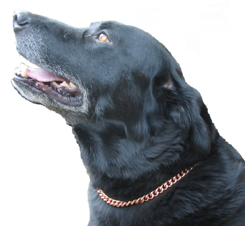 Dog collar copper - in, with