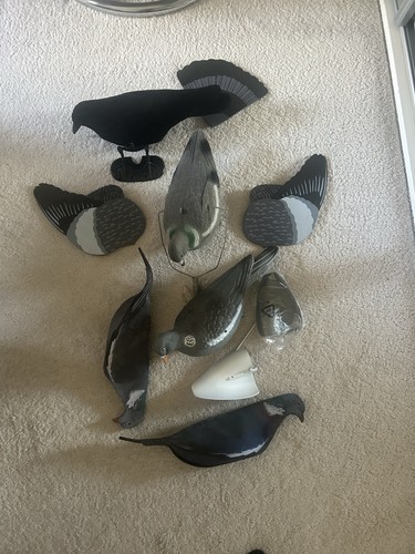 Decoy pigeons - decoy,