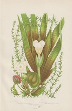Elodea Krebsschere Froschbiss Antique Lithography By 1905 Anne Pratt