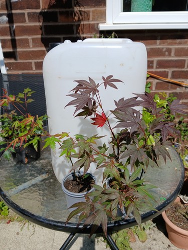 Acer palmatum japanese - 2,