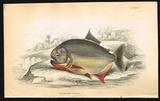 Amazon Piranha – 1841 Lizars