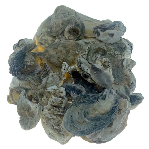 Pond planet oyster - pond, shells