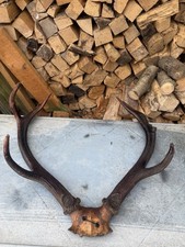 Pair Of Vintage Red Deer Antlers