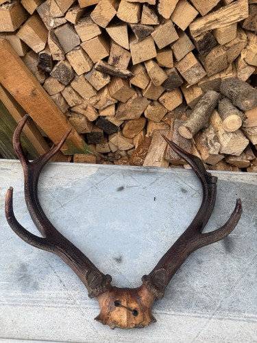 Pair vintage red deer - red,