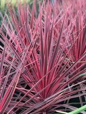 Cordyline Australis Charlie