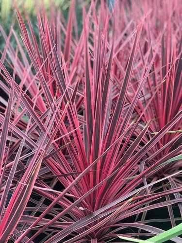 Cordyline australis charlie - australis,