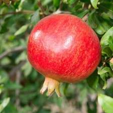 Pomegranate 'Provence' - 1x 5