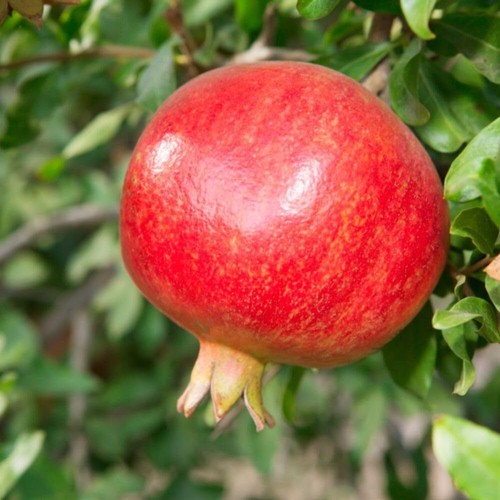 Pomegranate provence 1x 5 - 'provence',