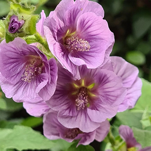 Lavatera lilia twirl 9cm - lavatera,