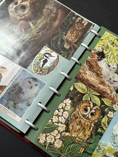 Rare and unique vintage - vintage, owl
