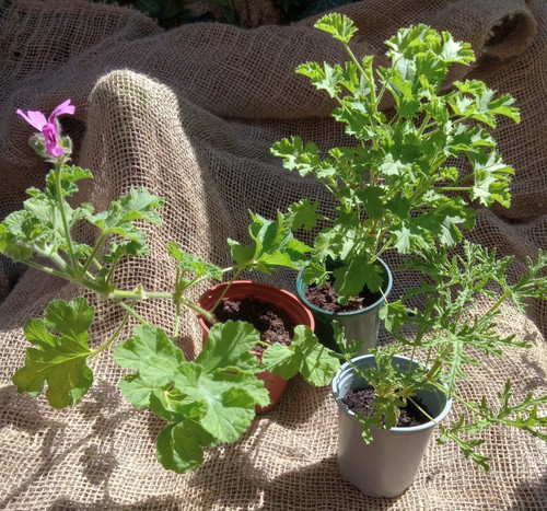 Scented pelargonium - scented, x