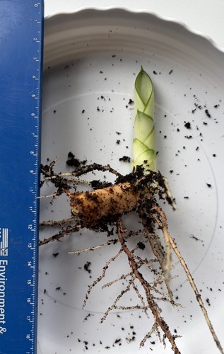 Snake plant rooted - snake,