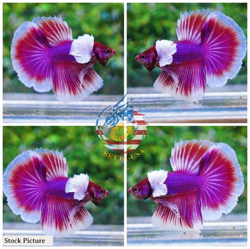 Live betta fish - fish, high
