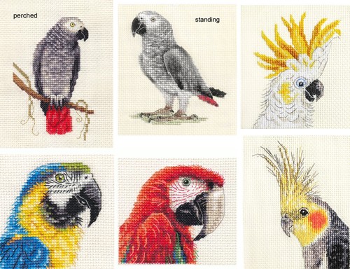 African grey parrot macaw - african, parrot,