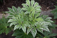 Fatsia Japonica 'Spiders Web'