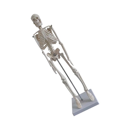 Human skeleton model - human,