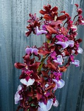 Oncidium Cherry Baby, IN