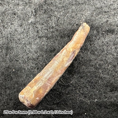 Rare genuine ornithocheirid - genuine,