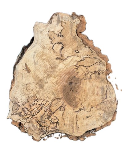 Large spalted beech burr - large,
