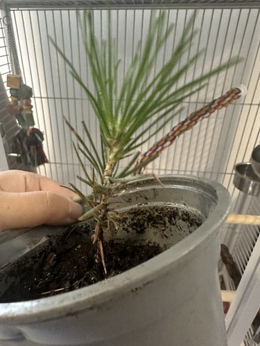 Japanese black pine - japanese,