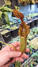 Nepenthes (veitchii x lowii) x
