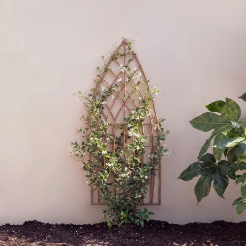 Primrose arched natural - primrose,