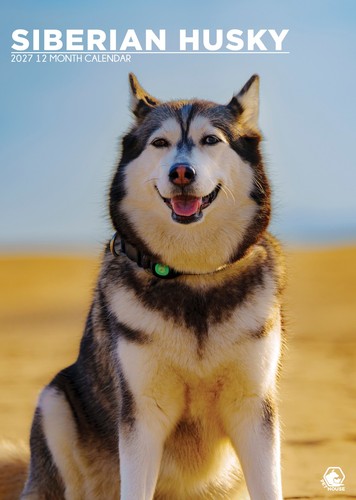 Siberian husky calendar - siberian,