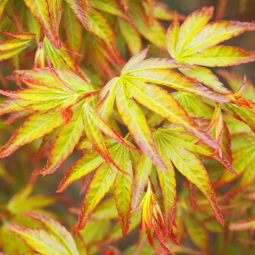 Japanese maple little - maple, princess