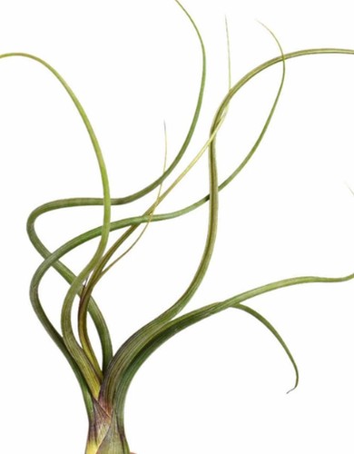 Tillandsia airplant baileyi - tillandsia,