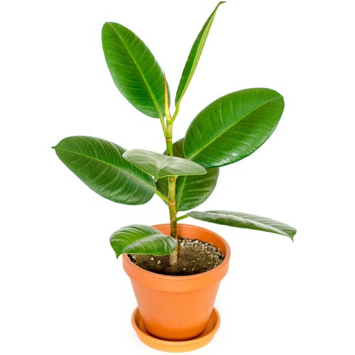 40cm potted ficus - ficus, |